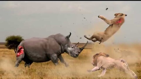 Animal Funny Fight Video