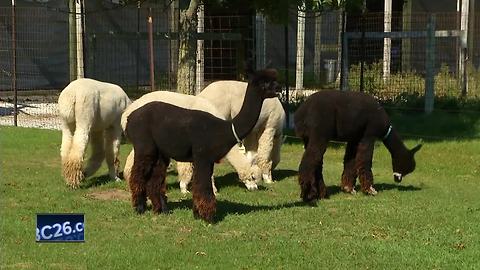 National Alpaca Days!