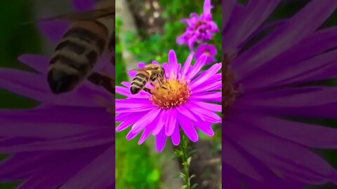 Honey Bee Sits On A Purple Flower