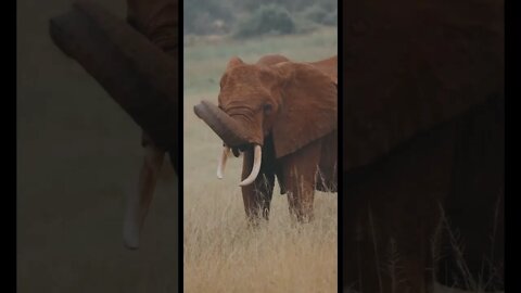 Elephant Eating