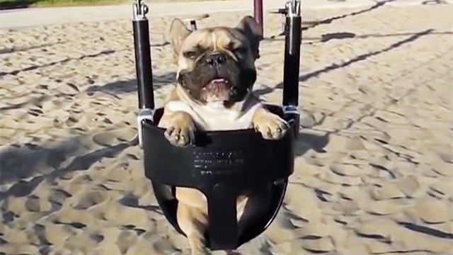 These cute dogs are ridiculously happy when using their swing sets