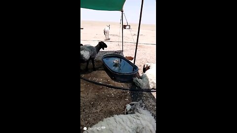 من شدة الحر الكلب يسبح 🤣