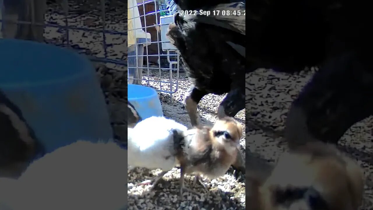 Baby chicks between mum and dad