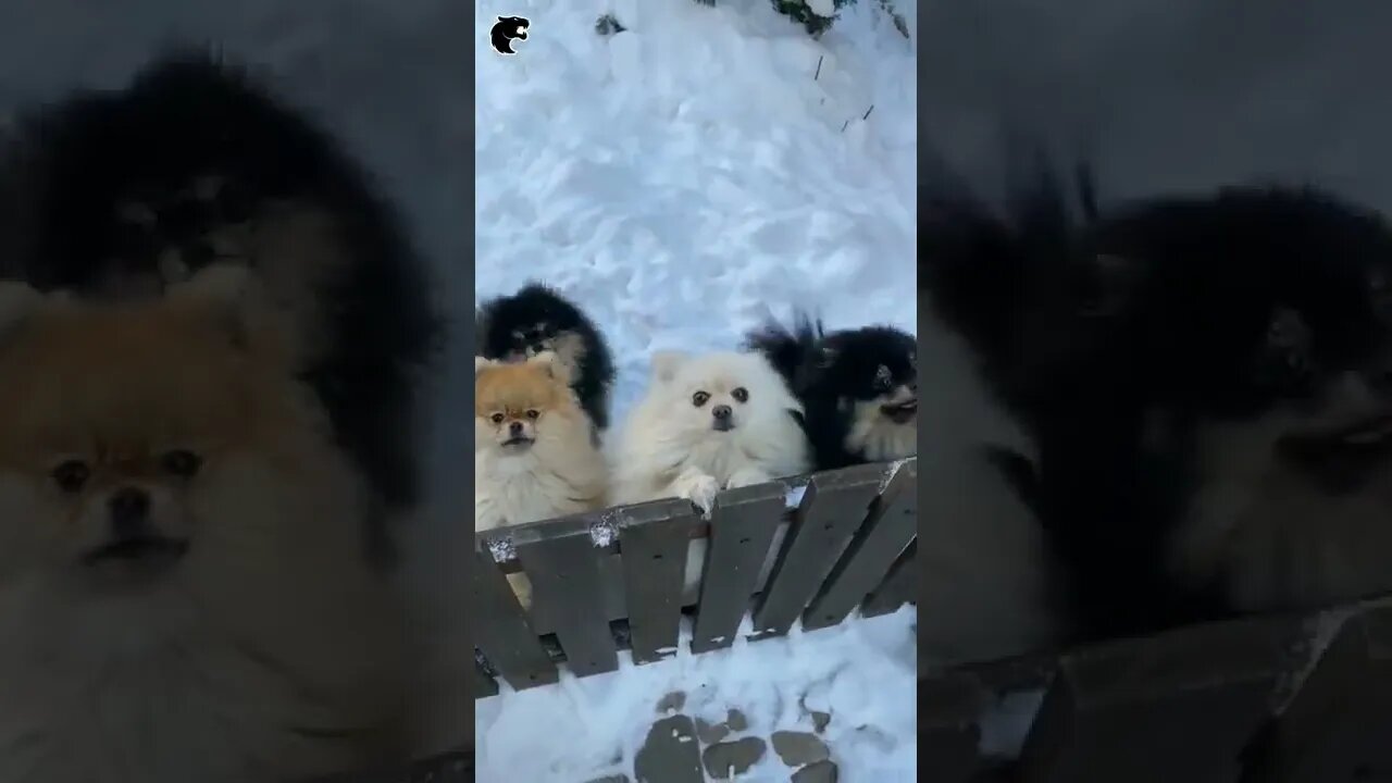 #kolinsky • Puppies in the Snow #shorts