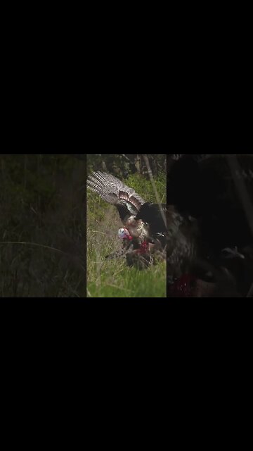 Gobbler Knocked Off Of Decoy!