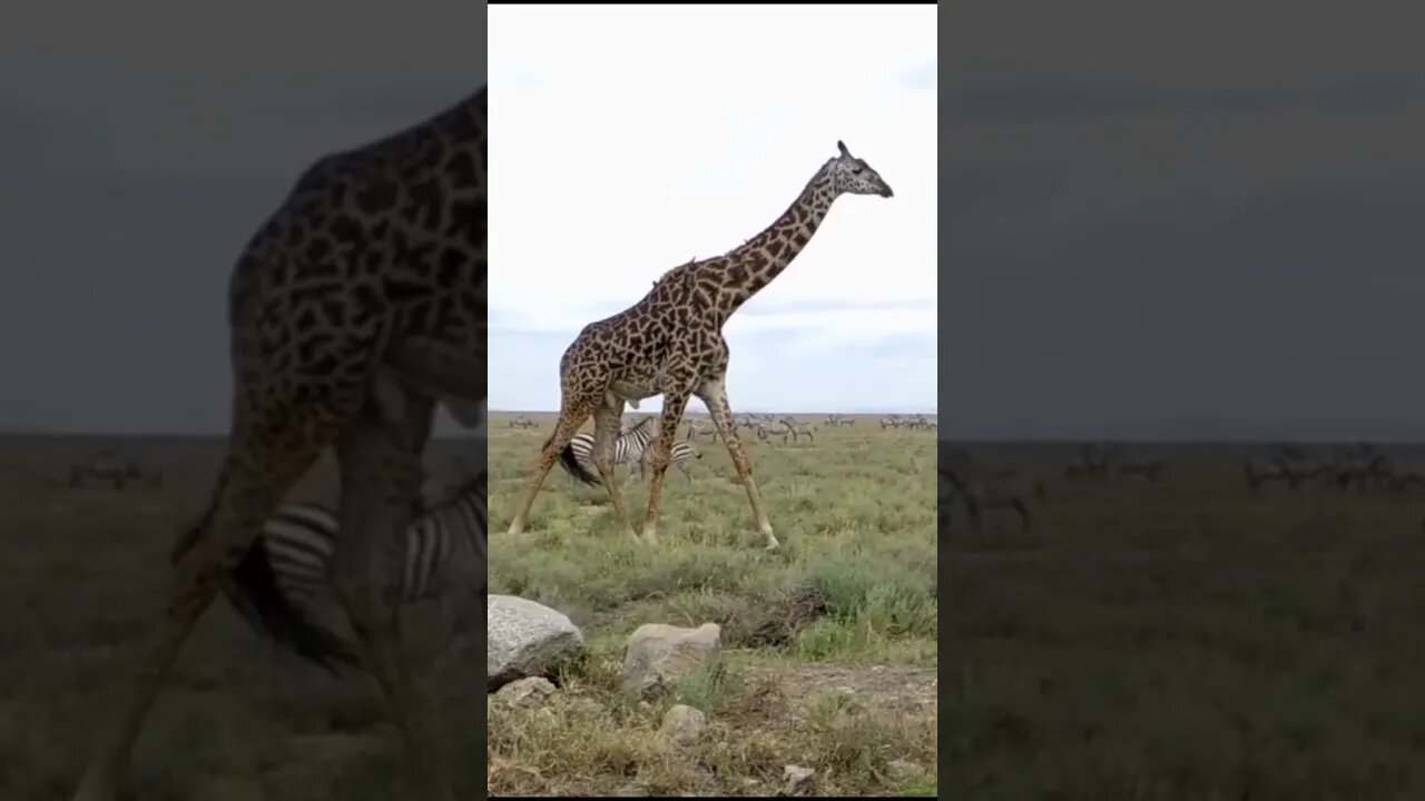 Our Encounter with A Lone Giraffe Strolling the Masai Mara!🤔#shorts #safari #travel #travelling