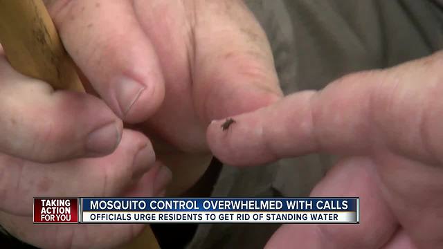 Mosquito Control dealing with double the calls for service as rain leaves breeding grounds