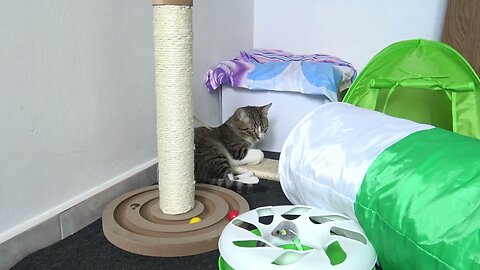 Funny Cat Is in His Toy Corner