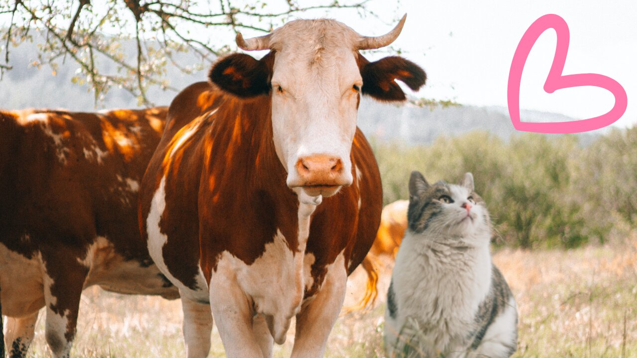 Cat Finds a New Friend in a Cow 😍😍 | Pets Class Part 55