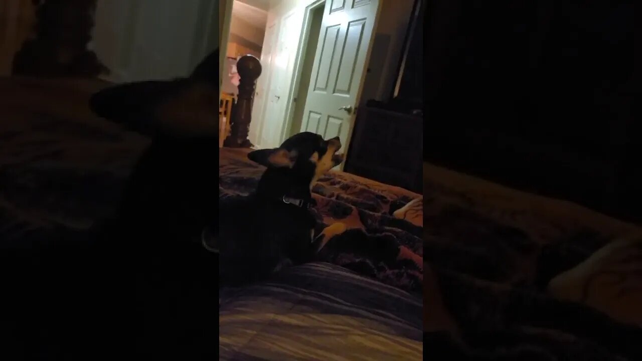 Snickers throwing a fit