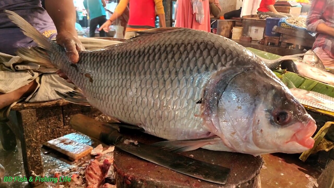 Big Fish Cutting In India | Fish Market | Fish Cutting | Cutting Skills | Amitlala