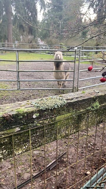 Olivia is saying hello to to the neighbors...