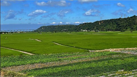 22_0924外埔 忘憂谷稻浪