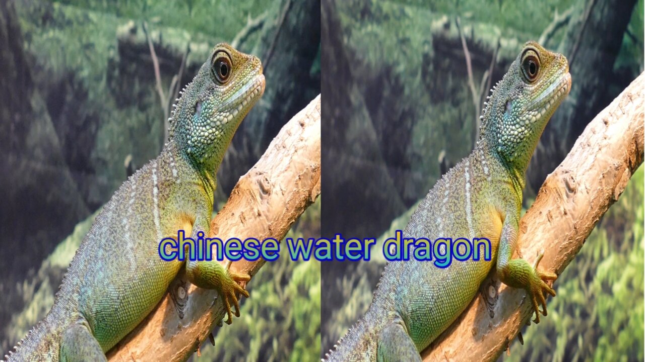 chinese water dragon