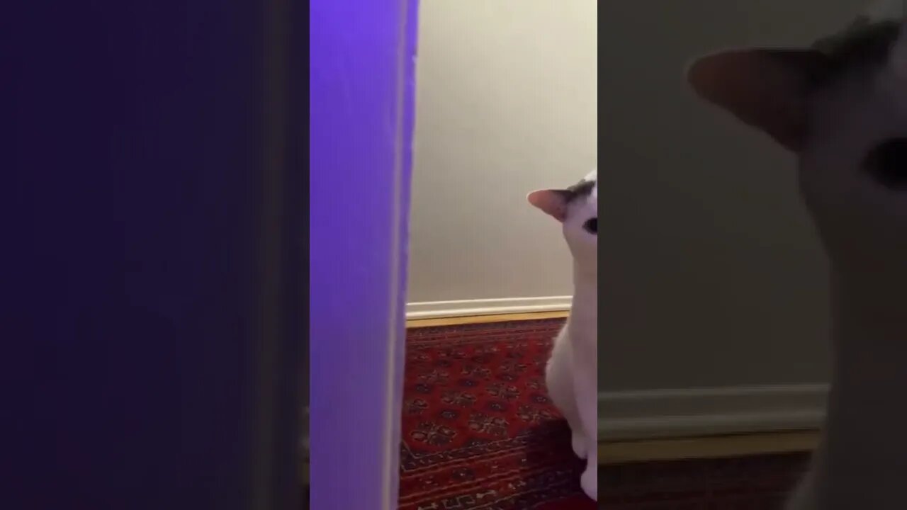 Cat #funny #animals #video #shorts #trending