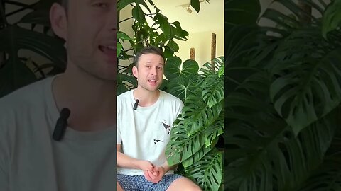 Quality over quantity. Check out the full video :) #shorts #indoorplants #houseplants