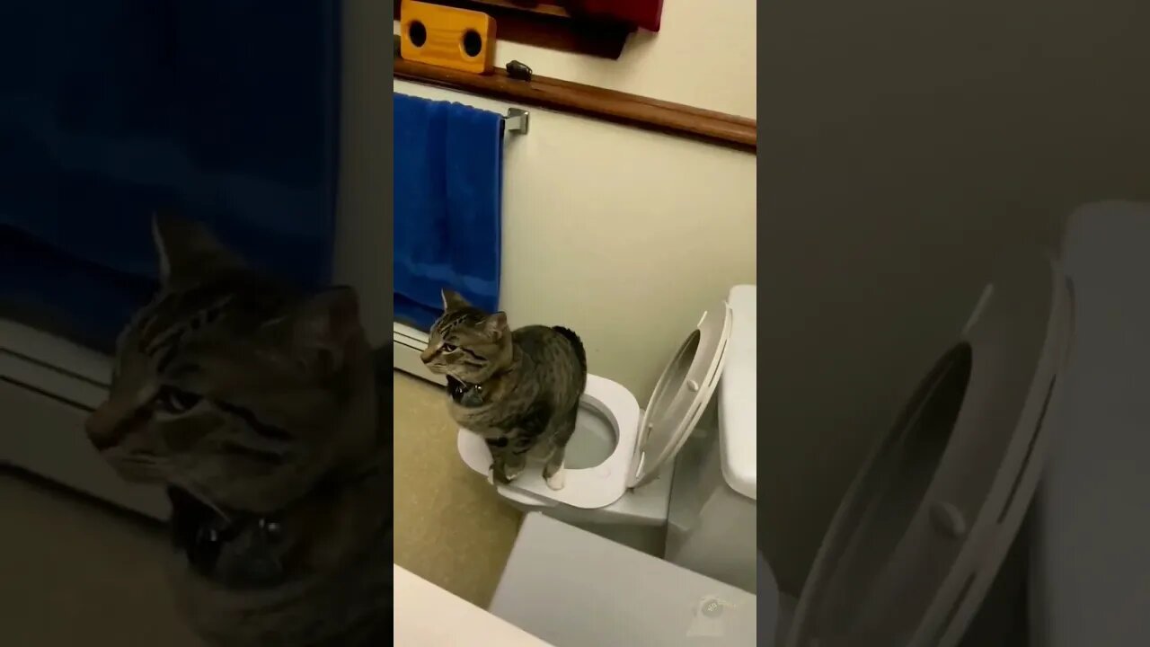 gentlecat
