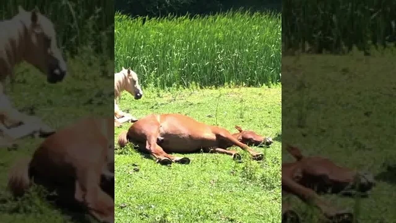 Brumbies sleeping in the sun