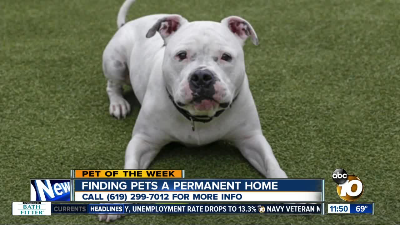 Pet of the Week: Titan