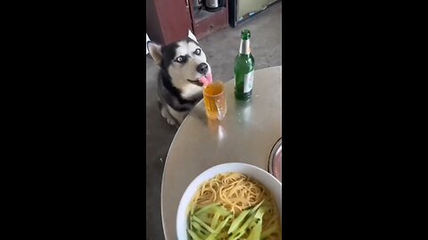 Funny dog video