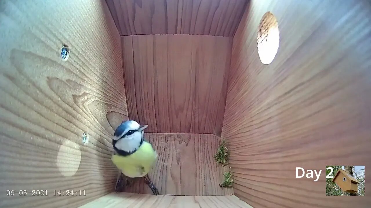 From empty nest to first egg in less than 8 minutes! - BlueTit nest box live camera highlights