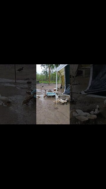 Cyclone heading our way, I am just in the pen with the Ducks #ducks #wet #windy