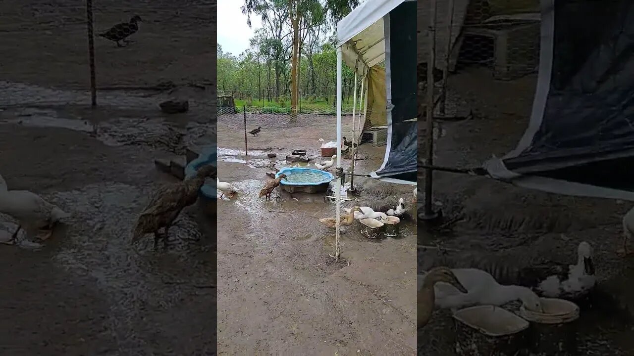 Cyclone heading our way, I am just in the pen with the Ducks #ducks #wet #windy