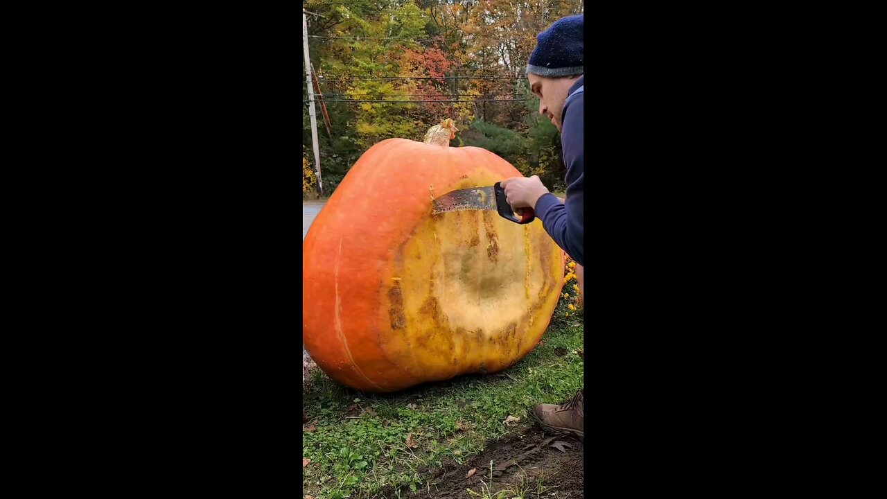 World Biggest Pumpkin 🎃