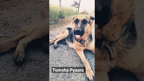 तुमसा कोई प्यारा नही है #ytshorts #shorts #viral #rudrakrishna #newpost #dog #desi #newvlog