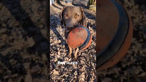 Got mud face... #muddy #mudpuppy #lifewithdogs