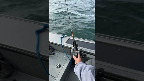 Resetting lines for bottom bouncing #fishing #fishingmethods