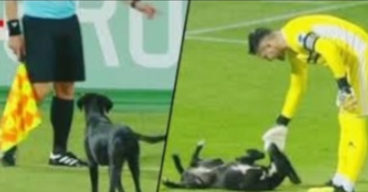 Dog on the field