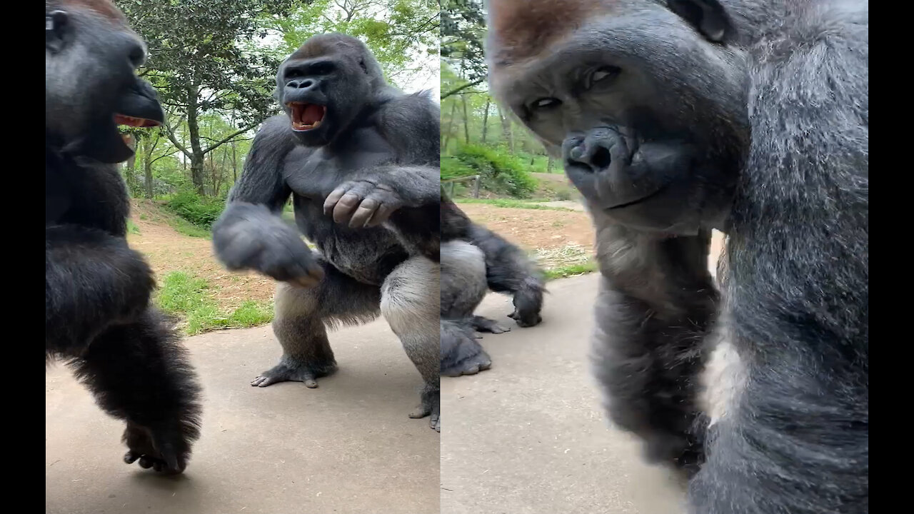 They are cute giant gorillas and then they wouldn't be 🦍🦍