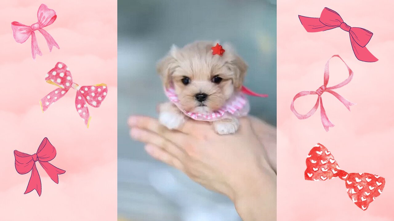 Princess pup!!!! + more cute clips