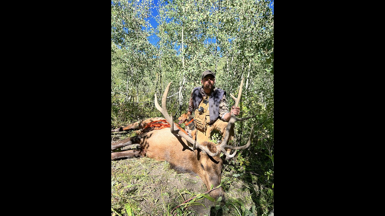 Rocky Mountain elk recovery