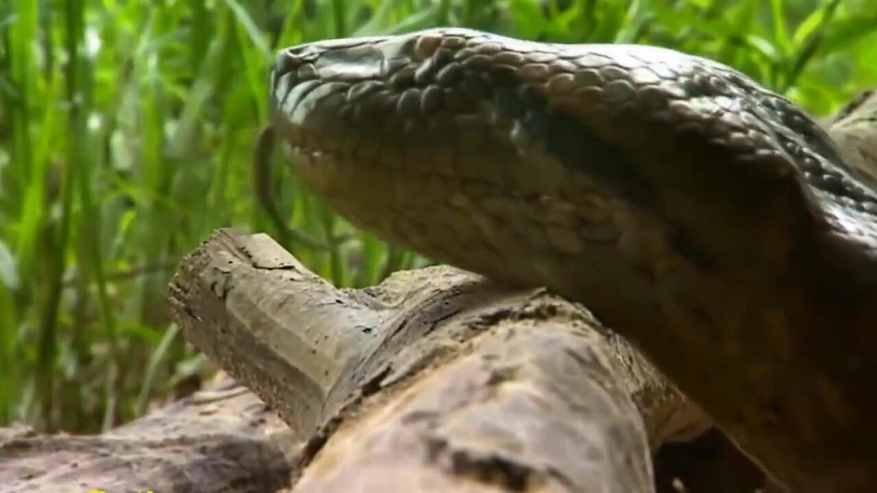 Giant Anaconda World's longest snake