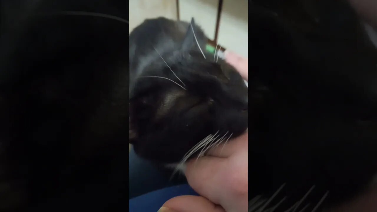 Sleepy kitty #shortsvideo #shortsfeed #youtubeshorts #catvideos #cat