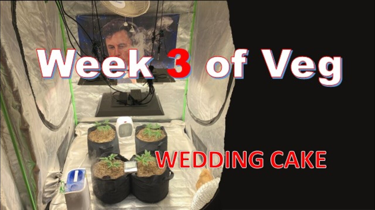 Week 3 of Veg Wedding Cake