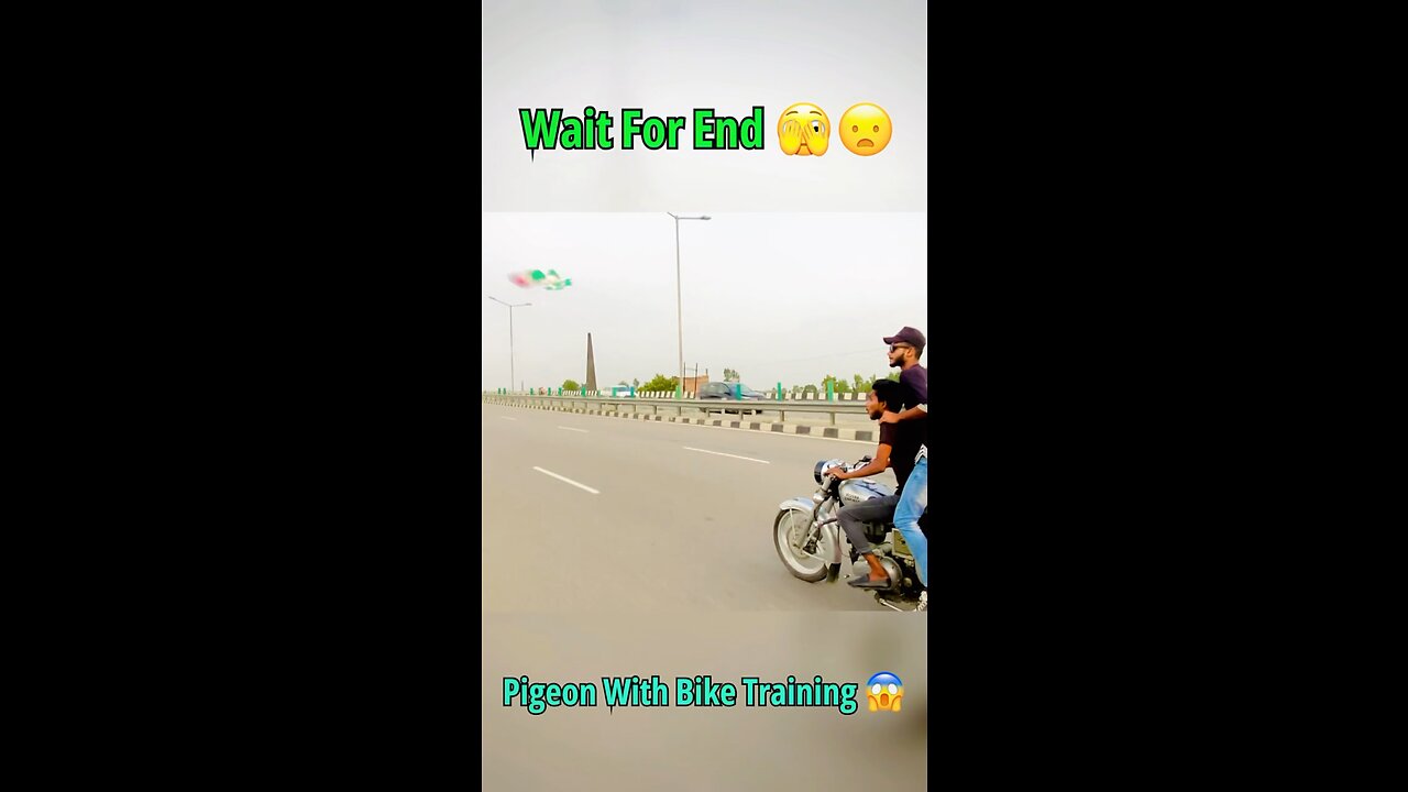 Pigeon hand training 🕊️❤️