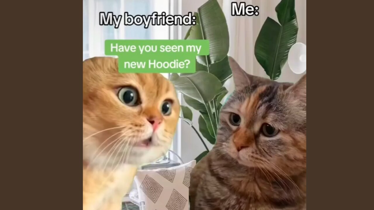 Cats meme part:11