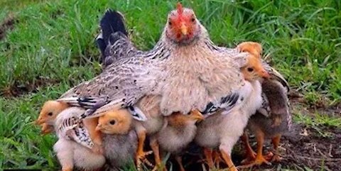 Mother Hen 🐔 Protecting Chicks 🐥 Cute Mama Hen and Chicks Videos 🐣 Baby Chicks & Hen Video