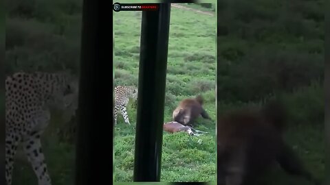 Brown hyena stolan food from two cheetah