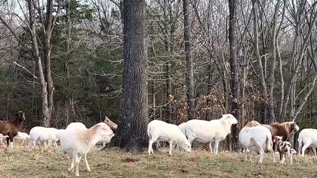 Sheep are our winter cleanup crew!