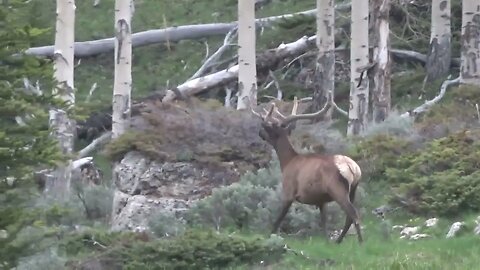 VELVET MANIA VIDEO 1 BULL ELK