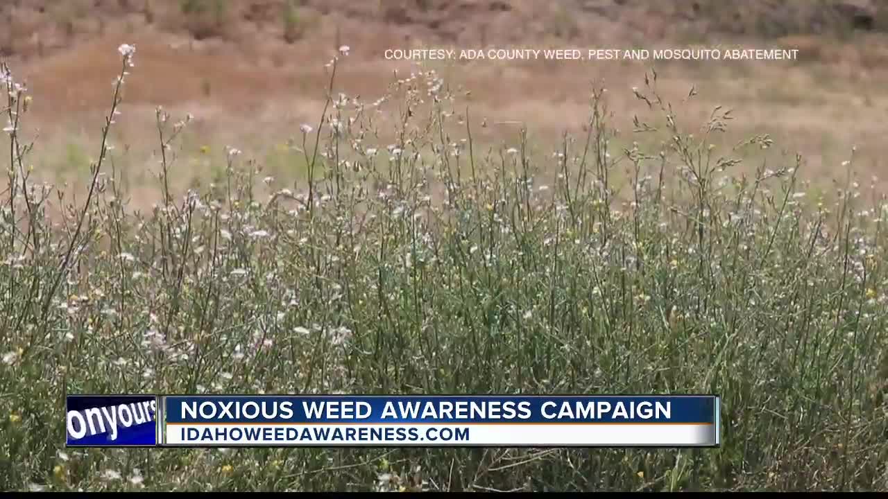 Be aware of noxious weeds as warmer weather approaches