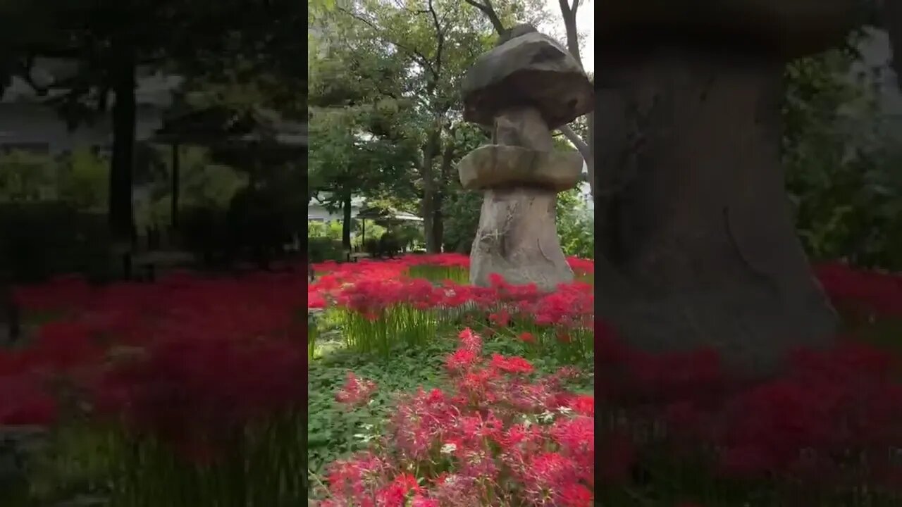 This little patch of higanbana in Yokoamicho Park was tiny but still a nice early autumn treat.