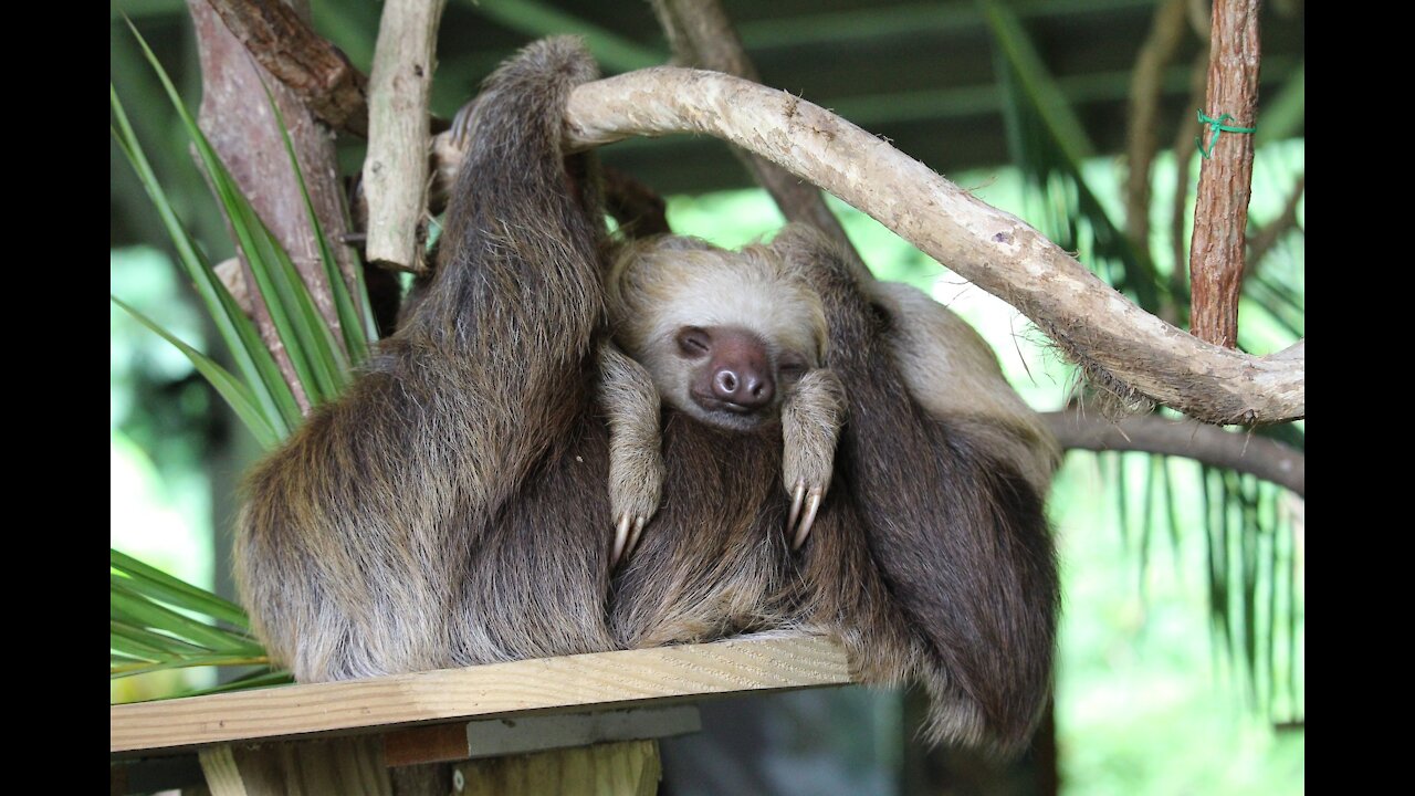 Beautiful little sloths living their lazy world. Amazing