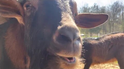 Self Cleaning San Clemente Island Goats 🐐