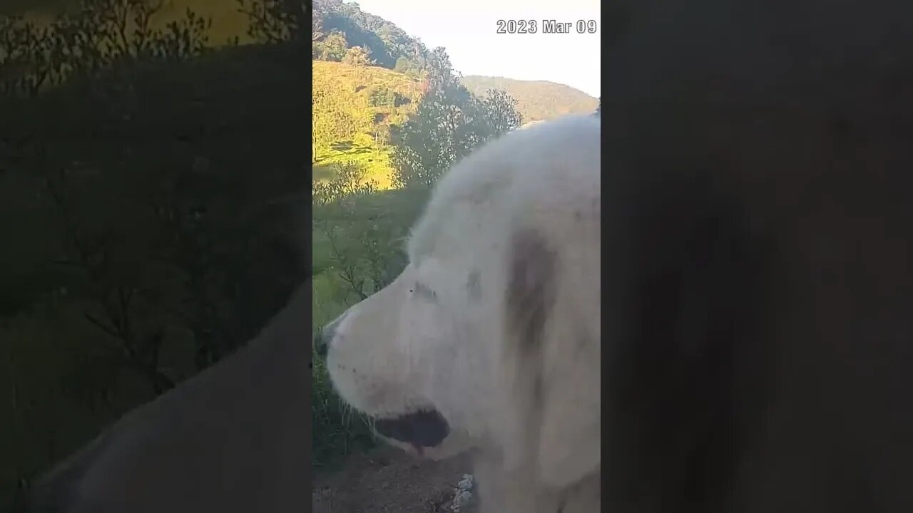 Farm watch. My beautiful maremma girl