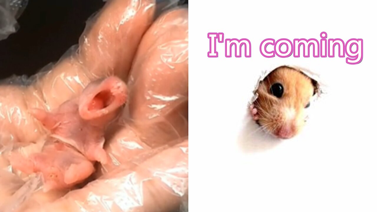 My little hamster is born small and cute